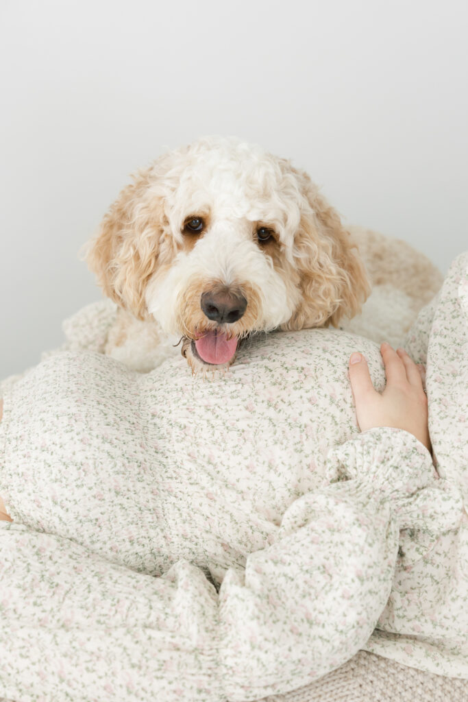 dog in  your maternity session